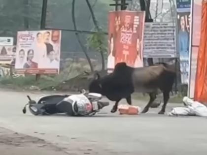 Karjat Bull Attack: One Killed, Another Injured as Animal Strikes Moving Bike Near Shriram Bridge (Watch Video) | Karjat Bull Attack: One Killed, Another Injured as Animal Strikes Moving Bike Near Shriram Bridge (Watch Video) Karjat Bull Attack: One Killed, Another Injured as Animal Strikes Moving Bike Near Shriram Bridge (Watch Video) | Karjat Bull Attack: One Killed, Another Injured as Animal Strikes Moving Bike Near Shriram Bridge (Watch Video)
