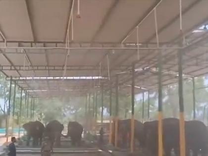 Trichy Elephant Rehabilitation Center Implements Overhead Foggers to Beat Summer Heat, Keeps Jumbos Cool and Comfortable (Watch) | Trichy Elephant Rehabilitation Center Implements Overhead Foggers to Beat Summer Heat, Keeps Jumbos Cool and Comfortable (Watch) Trichy Elephant Rehabilitation Center Implements Overhead Foggers to Beat Summer Heat, Keeps Jumbos Cool and Comfortable (Watch) | Trichy Elephant Rehabilitation Center Implements Overhead Foggers to Beat Summer Heat, Keeps Jumbos Cool and Comfortable (Watch)