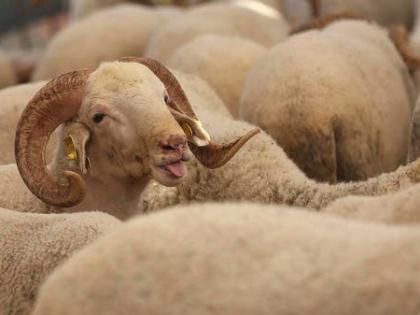 Ahead of Eid Al Adha, sheep prices increase in Hyderabad | Ahead of Eid Al Adha, sheep prices increase in Hyderabad
