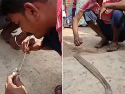 Viral Video! Man tries to save life of snake be giving mouth-to-mouth resuscitation | Viral Video! Man tries to save life of snake be giving mouth-to-mouth resuscitation