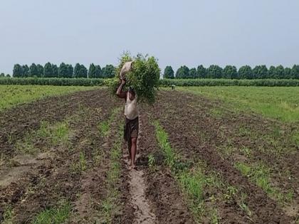 Light showers in Mumbai and parts of state brings relief from heat wave and increases crop loss potential | Light showers in Mumbai and parts of state brings relief from heat wave and increases crop loss potential