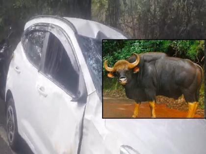 Kolhapur: Bison Collision Injures Three on Nipani-Deogarh Highway near Radhanagari | Kolhapur: Bison Collision Injures Three on Nipani-Deogarh Highway near Radhanagari