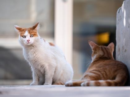 Nashik: NMC to catch stray cats as government expands sterilisation program | Nashik: NMC to catch stray cats as government expands sterilisation program