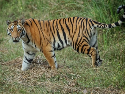 Landmark Alert! Tiger spotted at record high elevation of 3,640m in Sikkim | Landmark Alert! Tiger spotted at record high elevation of 3,640m in Sikkim