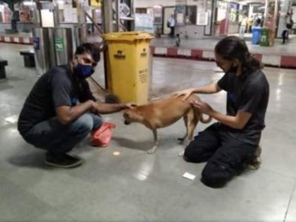 Stray dogs at Mumbai railway stations receive anti-rabies vaccination | Stray dogs at Mumbai railway stations receive anti-rabies vaccination