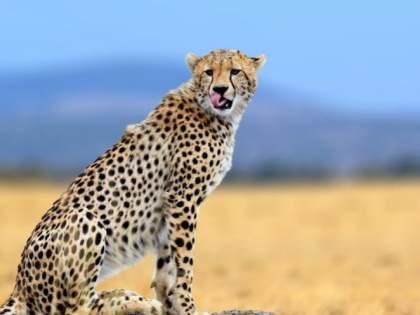 India to import more Cheetahs from South Africa by end of 2023: Project head | India to import more Cheetahs from South Africa by end of 2023: Project head