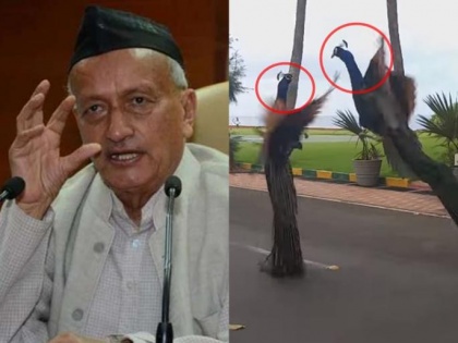 Video: Maha governor shares video of two peacocks fighting over territorial issue | Video: Maha governor shares video of two peacocks fighting over territorial issue