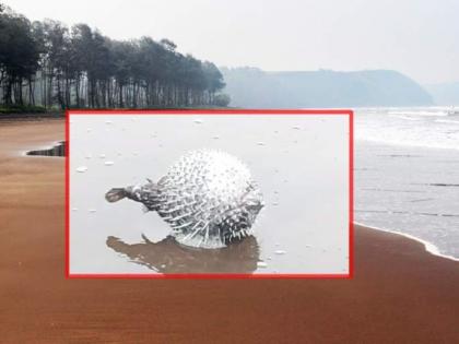 Video: 'Porcupine puffer fish' found dead at Ratnagiri beach | Video: 'Porcupine puffer fish' found dead at Ratnagiri beach