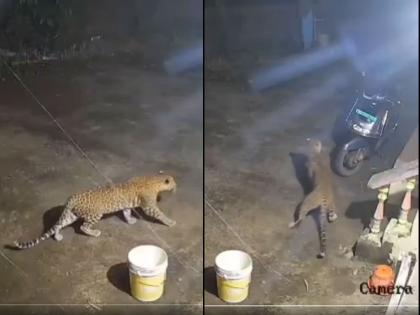 Leopard Spotted in Satara: CCTV Captures Big Cat Trying to Attack Dog in Talgaon; Panic Among Residents | Leopard Spotted in Satara: CCTV Captures Big Cat Trying to Attack Dog in Talgaon; Panic Among Residents Leopard Spotted in Satara: CCTV Captures Big Cat Trying to Attack Dog in Talgaon; Panic Among Residents | Leopard Spotted in Satara: CCTV Captures Big Cat Trying to Attack Dog in Talgaon; Panic Among Residents