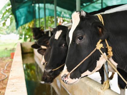 India’s Dairy Sector: Building a Climate-Resilient Future | India’s Dairy Sector: Building a Climate-Resilient Future India’s Dairy Sector: Building a Climate-Resilient Future | India’s Dairy Sector: Building a Climate-Resilient Future