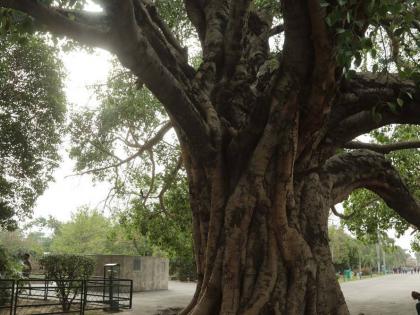 Maharashtra: Men aggrieved with wives worship peepal tree, seek law against injustice they face at home | Maharashtra: Men aggrieved with wives worship peepal tree, seek law against injustice they face at home