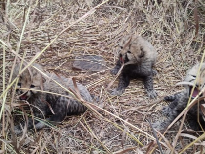 Madhya Pradesh: 'Aasha' Cheetah, Named by PM Modi, Gives Birth to Three Cubs at Kuno National Park; Union Minister Shares Video | Madhya Pradesh: 'Aasha' Cheetah, Named by PM Modi, Gives Birth to Three Cubs at Kuno National Park; Union Minister Shares Video
