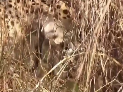 Good News from Kuno National Park: Namibian Cheetah Jwala Gives Birth to Three Cubs; Union Minister Shares Video | Good News from Kuno National Park: Namibian Cheetah Jwala Gives Birth to Three Cubs; Union Minister Shares Video