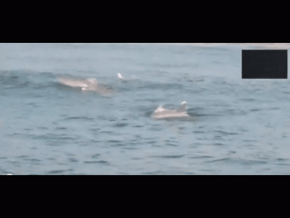 Dolphins Spotted Off Neelankarai Coast in Chennai Delight Onlookers - Video | Dolphins Spotted Off Neelankarai Coast in Chennai Delight Onlookers - Video