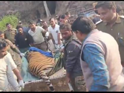 Chhota Bheem Dies: Injured Bandhavgarh Tiger Passes Away During Treatment at Bhopal Facility