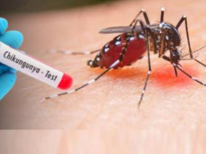 Chikungunya Cases Surge to 5,757 in Maharashtra in 2024, Highest in Six Years | Chikungunya Cases Surge to 5,757 in Maharashtra in 2024, Highest in Six Years