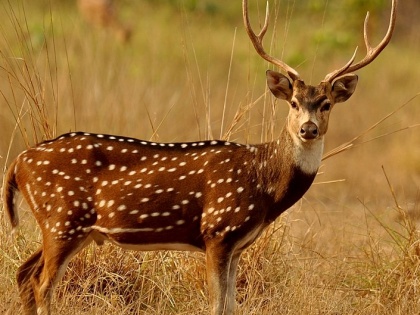 First time in Rajasthan, forest department through Boma capturing technique translocated Chitals (spotted deer) from Bharatpur's Keoladeo to Mukundara Hills Tiger Reserve | First time in Rajasthan, forest department through Boma capturing technique translocated Chitals (spotted deer) from Bharatpur's Keoladeo to Mukundara Hills Tiger Reserve