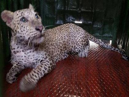 Forest Department captures leopard who attacked people in Aarey Colony | Forest Department captures leopard who attacked people in Aarey Colony