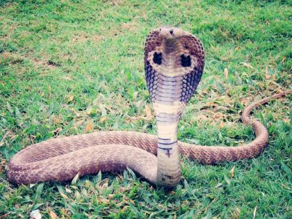 Nagpur: 8-Year-Old Girl Survives Cobra Bite During Ganesh Aarti After Week-Long Battle | Nagpur: 8-Year-Old Girl Survives Cobra Bite During Ganesh Aarti After Week-Long Battle Nagpur: 8-Year-Old Girl Survives Cobra Bite During Ganesh Aarti After Week-Long Battle | Nagpur: 8-Year-Old Girl Survives Cobra Bite During Ganesh Aarti After Week-Long Battle