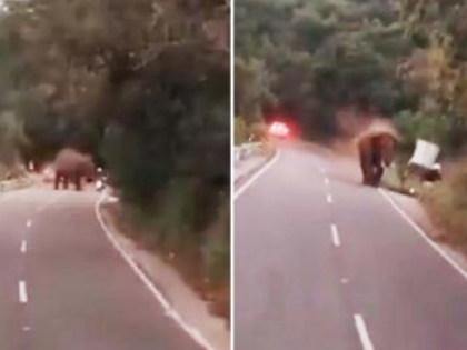 Coimbatore Elephant Attack: 77-Year-Old German Tourist Dies After Being Attacked by Wild Elephant in Tamil Nadu's Valparai (Watch Video) | Coimbatore Elephant Attack: 77-Year-Old German Tourist Dies After Being Attacked by Wild Elephant in Tamil Nadu's Valparai (Watch Video) Coimbatore Elephant Attack: 77-Year-Old German Tourist Dies After Being Attacked by Wild Elephant in Tamil Nadu's Valparai (Watch Video) | Coimbatore Elephant Attack: 77-Year-Old German Tourist Dies After Being Attacked by Wild Elephant in Tamil Nadu's Valparai (Watch Video)