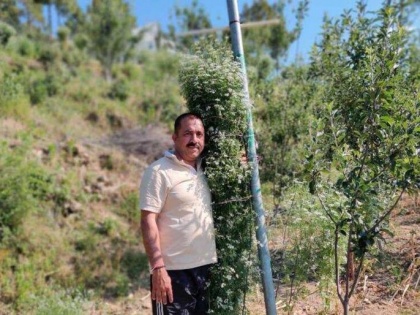Uttarakhand farmer enters Guinness Book of World Records for growing tallest coriander plant | Uttarakhand farmer enters Guinness Book of World Records for growing tallest coriander plant