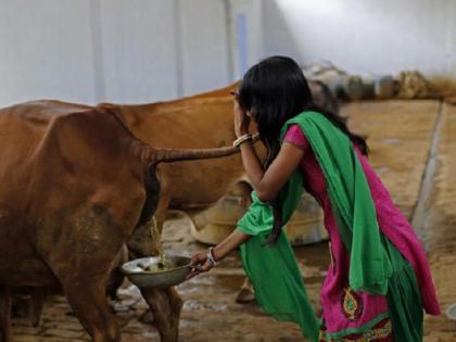 Cow urine unsuitable for consumption, contains harmful microorganisms: IVRI | Cow urine unsuitable for consumption, contains harmful microorganisms: IVRI