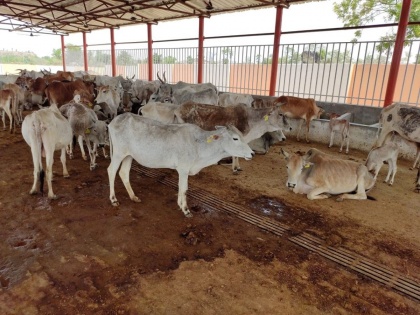 LSD outbreak in Gujarat, cattle death toll reaches to 1,500 | LSD outbreak in Gujarat, cattle death toll reaches to 1,500