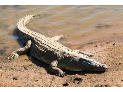 UP: Man devoured by crocodile near Dudhwa forest | UP: Man devoured by crocodile near Dudhwa forest