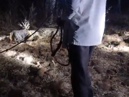 Nanded: Crocodile Spotted in Farm at Midnight, Rescued by Forest Officials (Watch Video) | Nanded: Crocodile Spotted in Farm at Midnight, Rescued by Forest Officials (Watch Video) Nanded: Crocodile Spotted in Farm at Midnight, Rescued by Forest Officials (Watch Video) | Nanded: Crocodile Spotted in Farm at Midnight, Rescued by Forest Officials (Watch Video)
