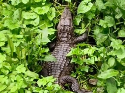 Mumbai: Crocodile Spotted Near IIT Bombay Sparks Excitement | Mumbai: Crocodile Spotted Near IIT Bombay Sparks Excitement Mumbai: Crocodile Spotted Near IIT Bombay Sparks Excitement | Mumbai: Crocodile Spotted Near IIT Bombay Sparks Excitement