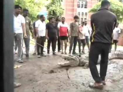 Gujarat Rains: Crocodile Rescued by Forest Department From Maharaja Sayajirao University of Baroda Campus in Vadodara (Watch Video) | Gujarat Rains: Crocodile Rescued by Forest Department From Maharaja Sayajirao University of Baroda Campus in Vadodara (Watch Video) Gujarat Rains: Crocodile Rescued by Forest Department From Maharaja Sayajirao University of Baroda Campus in Vadodara (Watch Video) | Gujarat Rains: Crocodile Rescued by Forest Department From Maharaja Sayajirao University of Baroda Campus in Vadodara (Watch Video)