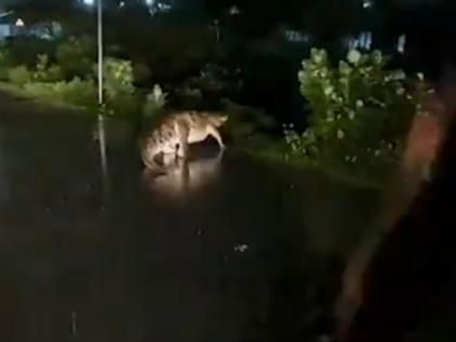 Giant crocodile seen on Chennai road after heavy rains lash city | Giant crocodile seen on Chennai road after heavy rains lash city