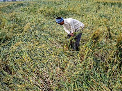 Unseasonal rains wreak havoc in Maharashtra, 1 lakh hectares of crops damaged | Unseasonal rains wreak havoc in Maharashtra, 1 lakh hectares of crops damaged Unseasonal rains wreak havoc in Maharashtra, 1 lakh hectares of crops damaged | Unseasonal rains wreak havoc in Maharashtra, 1 lakh hectares of crops damaged