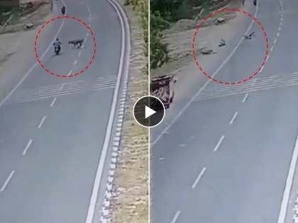 Uttar Pradesh: 28-Year-Old Biker Dies After Collision With Nilgai on National Highway (Watch Video) | Uttar Pradesh: 28-Year-Old Biker Dies After Collision With Nilgai on National Highway (Watch Video)