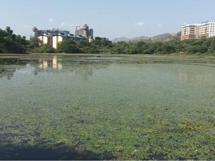 Navi Mumbai: State Confirms Lotus Lake as Wetland, Counters CIDCO’s Claim in RTI Response | Navi Mumbai: State Confirms Lotus Lake as Wetland, Counters CIDCO’s Claim in RTI Response Navi Mumbai: State Confirms Lotus Lake as Wetland, Counters CIDCO’s Claim in RTI Response | Navi Mumbai: State Confirms Lotus Lake as Wetland, Counters CIDCO’s Claim in RTI Response