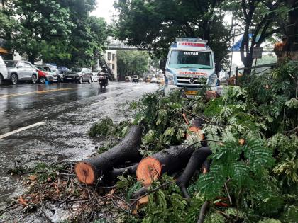 Thane civic chief asks officials to speed up tree de-concretisation drive | Thane civic chief asks officials to speed up tree de-concretisation drive