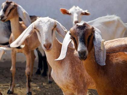 Pune police issues notices to goat traders ahead of Bakri Eid | Pune police issues notices to goat traders ahead of Bakri Eid