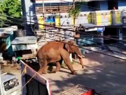 Rice-eating elephant (Arikomban) from Kerala captured in Tamil Nadu | Rice-eating elephant (Arikomban) from Kerala captured in Tamil Nadu Rice-eating elephant (Arikomban) from Kerala captured in Tamil Nadu | Rice-eating elephant (Arikomban) from Kerala captured in Tamil Nadu