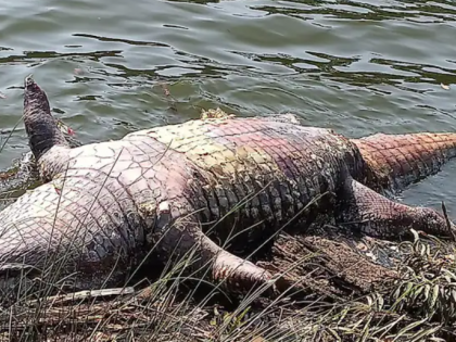 Concerns mount as crocodile deaths persist in Ratnagiri's Jagbudi river | Concerns mount as crocodile deaths persist in Ratnagiri's Jagbudi river