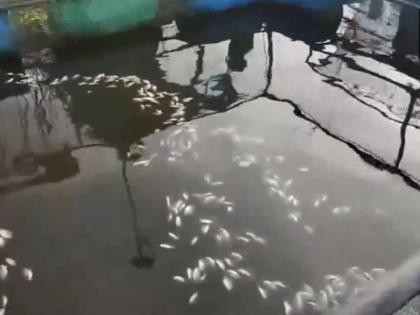 Kerala: Hundreds of Dead Fish Found Floating in Periyar River; Chemical Pollution Suspected (Watch Video) | Kerala: Hundreds of Dead Fish Found Floating in Periyar River; Chemical Pollution Suspected (Watch Video) Kerala: Hundreds of Dead Fish Found Floating in Periyar River; Chemical Pollution Suspected (Watch Video) | Kerala: Hundreds of Dead Fish Found Floating in Periyar River; Chemical Pollution Suspected (Watch Video)