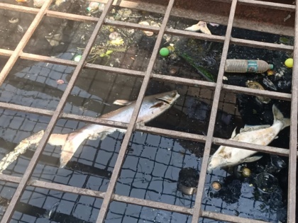 Thane: Dead Fish Found in Well in Lokmanya Nagar, Locals Demand Action (See Pics) | Thane: Dead Fish Found in Well in Lokmanya Nagar, Locals Demand Action (See Pics)