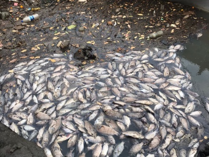 Navi Mumbai: Hundreds of Dead Fish Wash Up on Airoli Creek; Fishermen Suspect Chemical Release; Visual Emerges | Navi Mumbai: Hundreds of Dead Fish Wash Up on Airoli Creek; Fishermen Suspect Chemical Release; Visual Emerges