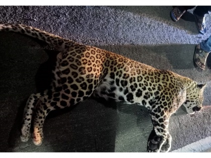 Leopard dies after being hit by vehicle on Palghar-Manor highway | Leopard dies after being hit by vehicle on Palghar-Manor highway