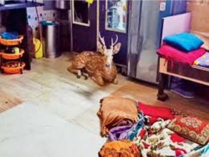 Watch Video! Spotted deer crashes through Mumbai house roof, rescued | Watch Video! Spotted deer crashes through Mumbai house roof, rescued