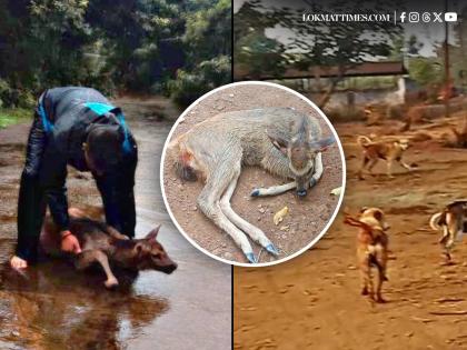 Kolhapur: Aggressive Stray Dogs Attack Sambar Deer at Water Spot, Forest Officials Unable to Act | Kolhapur: Aggressive Stray Dogs Attack Sambar Deer at Water Spot, Forest Officials Unable to Act