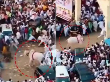 Ashadhi Wari 2025: Bull Goes Wild Near Pune's Diveghat During Sant Dnyaneshwar Maharaj's Palkhi Procession (Watch Video) | Ashadhi Wari 2025: Bull Goes Wild Near Pune's Diveghat During Sant Dnyaneshwar Maharaj's Palkhi Procession (Watch Video) Ashadhi Wari 2025: Bull Goes Wild Near Pune's Diveghat During Sant Dnyaneshwar Maharaj's Palkhi Procession (Watch Video) | Ashadhi Wari 2025: Bull Goes Wild Near Pune's Diveghat During Sant Dnyaneshwar Maharaj's Palkhi Procession (Watch Video)