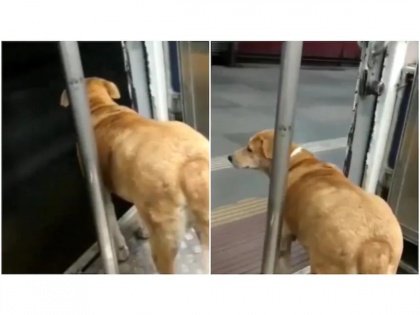 Viral Video! Dog patiently waits to deboard train at Kalva railway station, video goes viral | Viral Video! Dog patiently waits to deboard train at Kalva railway station, video goes viral