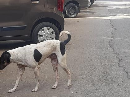 Uttar Pradesh Shocker: Man Arrested for Sexually Assaulting Stray Dog in Lucknow | Uttar Pradesh Shocker: Man Arrested for Sexually Assaulting Stray Dog in Lucknow Uttar Pradesh Shocker: Man Arrested for Sexually Assaulting Stray Dog in Lucknow | Uttar Pradesh Shocker: Man Arrested for Sexually Assaulting Stray Dog in Lucknow