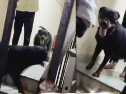 Dog Attack in Chennai: 5-Year-Old Girl Injured After Two Pet Rottweilers Maul Her in Park | Dog Attack in Chennai: 5-Year-Old Girl Injured After Two Pet Rottweilers Maul Her in Park