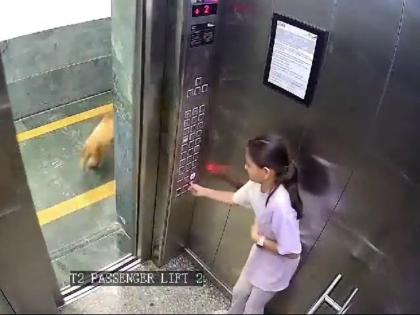 Dog Attack in Noida: CCTV Captures Dog Mauling Teenager Inside Housing Society Lift in Sector 107 | Dog Attack in Noida: CCTV Captures Dog Mauling Teenager Inside Housing Society Lift in Sector 107